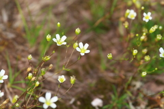 Mononeuria glabra