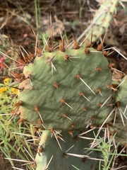 Opuntia macrorhiza