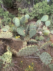 Opuntia macrorhiza
