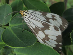 Nyctemera adversata