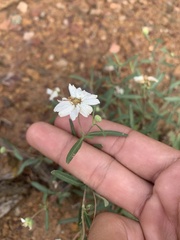 Melampodium leucanthum
