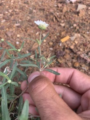 Melampodium leucanthum
