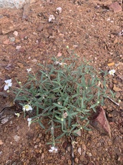 Melampodium leucanthum