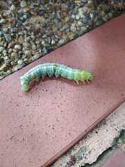 Sphingidae
