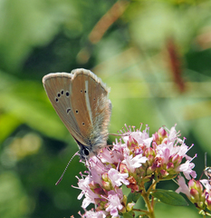 Polyommatus damon