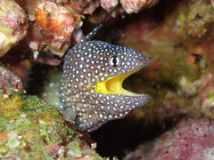 Gymnothorax nudivomer