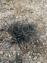Ophiopogon planiscapus