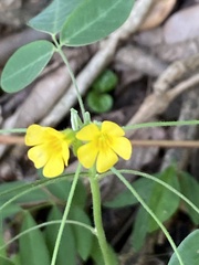 Oxalis alstonii
