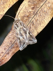 Spodoptera pulchella