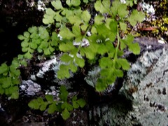 Cryptogramma stelleri