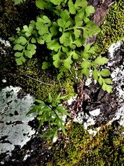 Cryptogramma stelleri