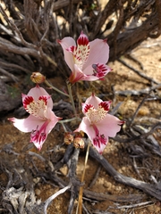 Alstroemeria diluta