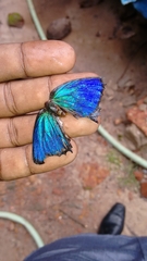 Arhopala amantes