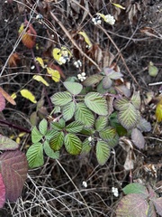 Rubus ulmifolius