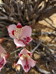 Alstroemeria diluta