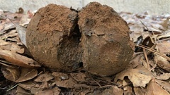 Pisolithus