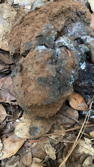 Pisolithus