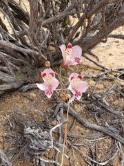 Alstroemeria diluta