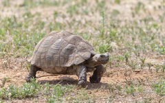 Stigmochelys pardalis