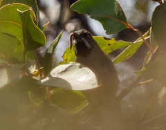 Psophodes nigrogularis