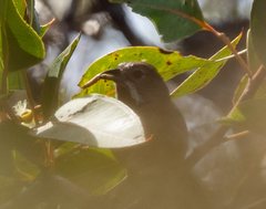 Psophodes nigrogularis