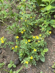Oxalis frutescens