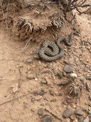 Tachymenis peruviana