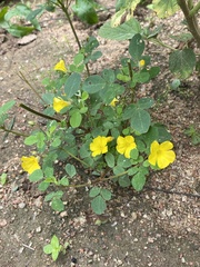 Oxalis frutescens