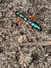 Diamma bicolor