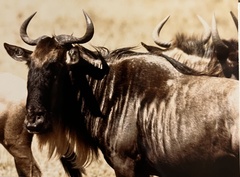 Connochaetes taurinus mearnsi