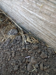 Tetanolita palligera