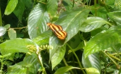 Pantoporia
