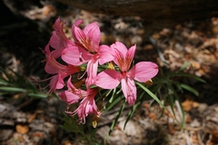 Alstroemeria ligtu splendens