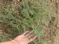 Sophora nuttalliana