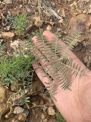 Sophora nuttalliana