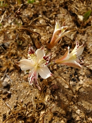Alstroemeria diluta