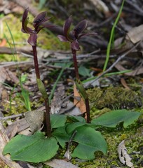 Chiloglottis × pescottiana