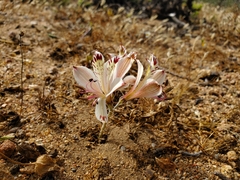 Alstroemeria diluta