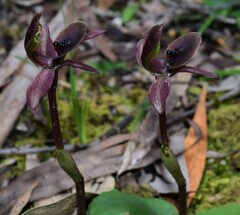 Chiloglottis × pescottiana