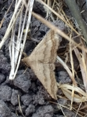 Tetanolita palligera