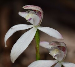 Caladenia clarkiae