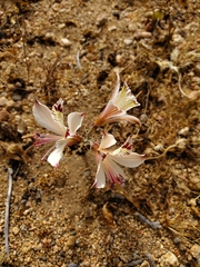 Alstroemeria diluta