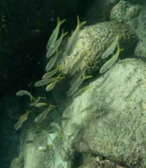 Mulloidichthys martinicus