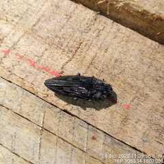 Chalcophora hondurasica