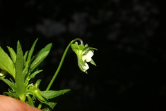 Viola kitaibeliana
