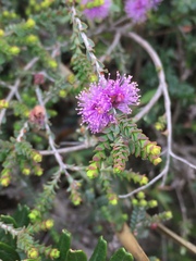 Melaleuca gibbosa