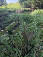 Colocasia