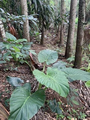 Colocasia