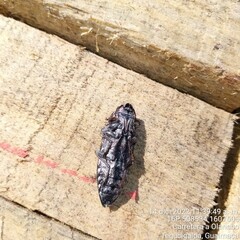 Chalcophora hondurasica