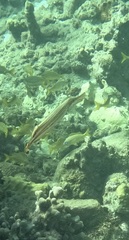 Aulostomus maculatus